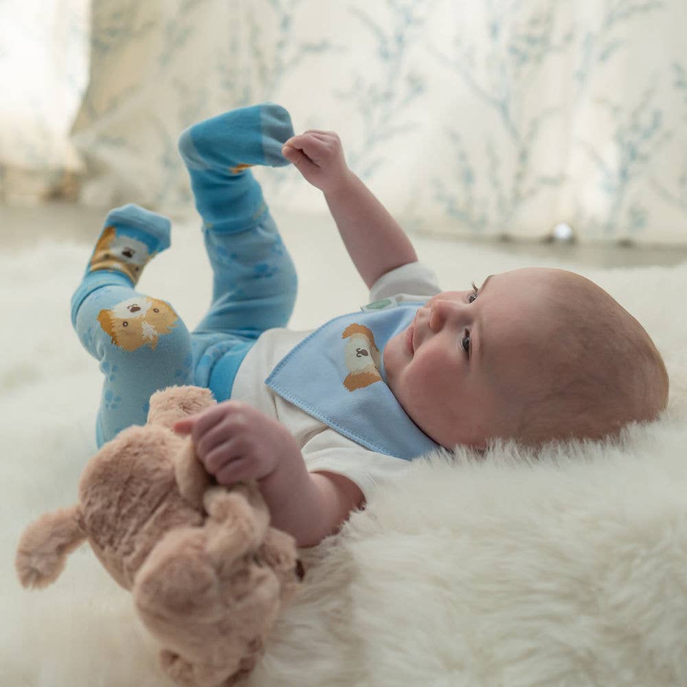 Ziggle Baby - Cockapoo puppy