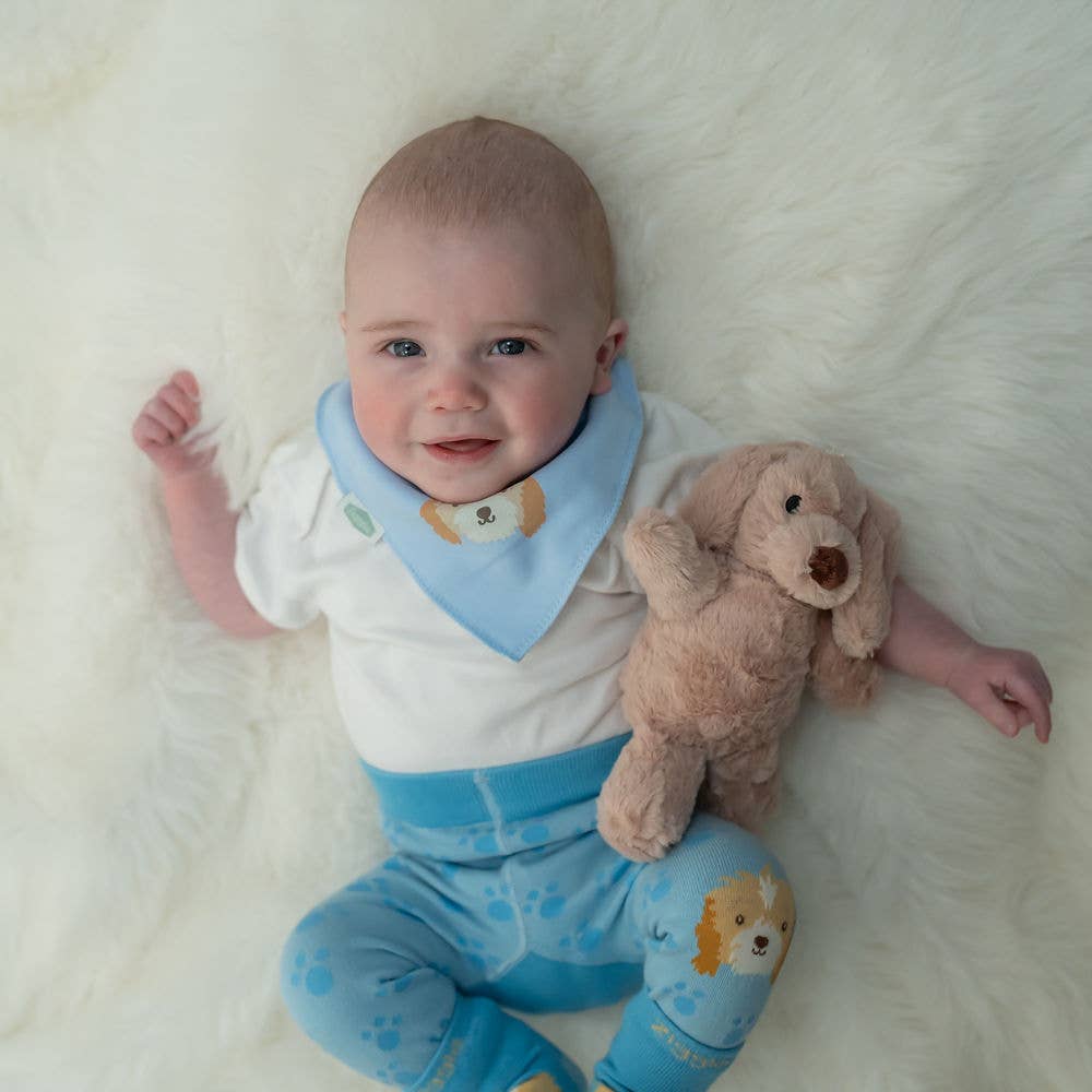 Ziggle Baby - Cockapoo puppy