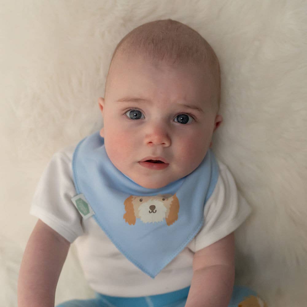 Ziggle Baby - Cockapoo puppy