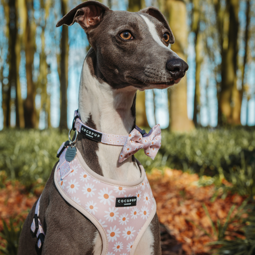 Cocopup London Dog Collar - Daisy Chain